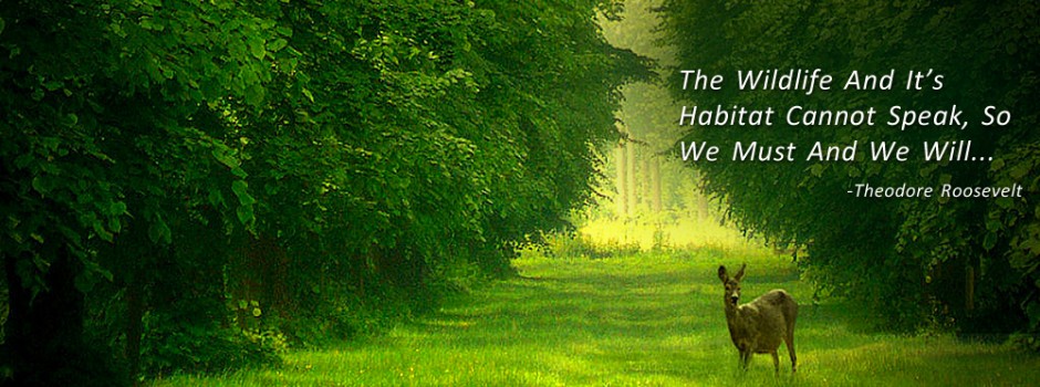 homeDeerQuote-940×350